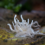 Funghi zombie in Messico: sei nuove specie di Ophiocordyceps